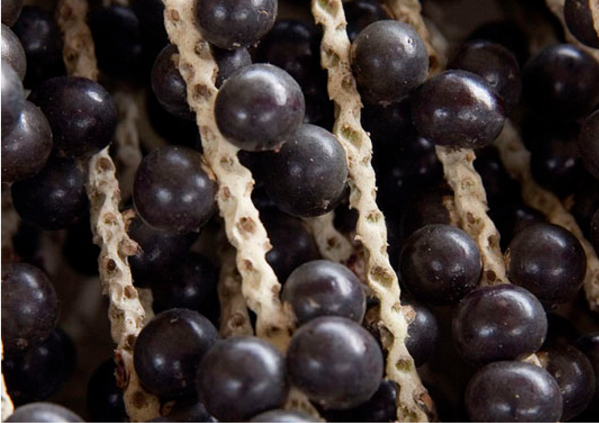 Açaí Oil