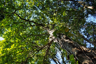 What is Copaiba? And Why is it such a Great Skin Care Ingredient?