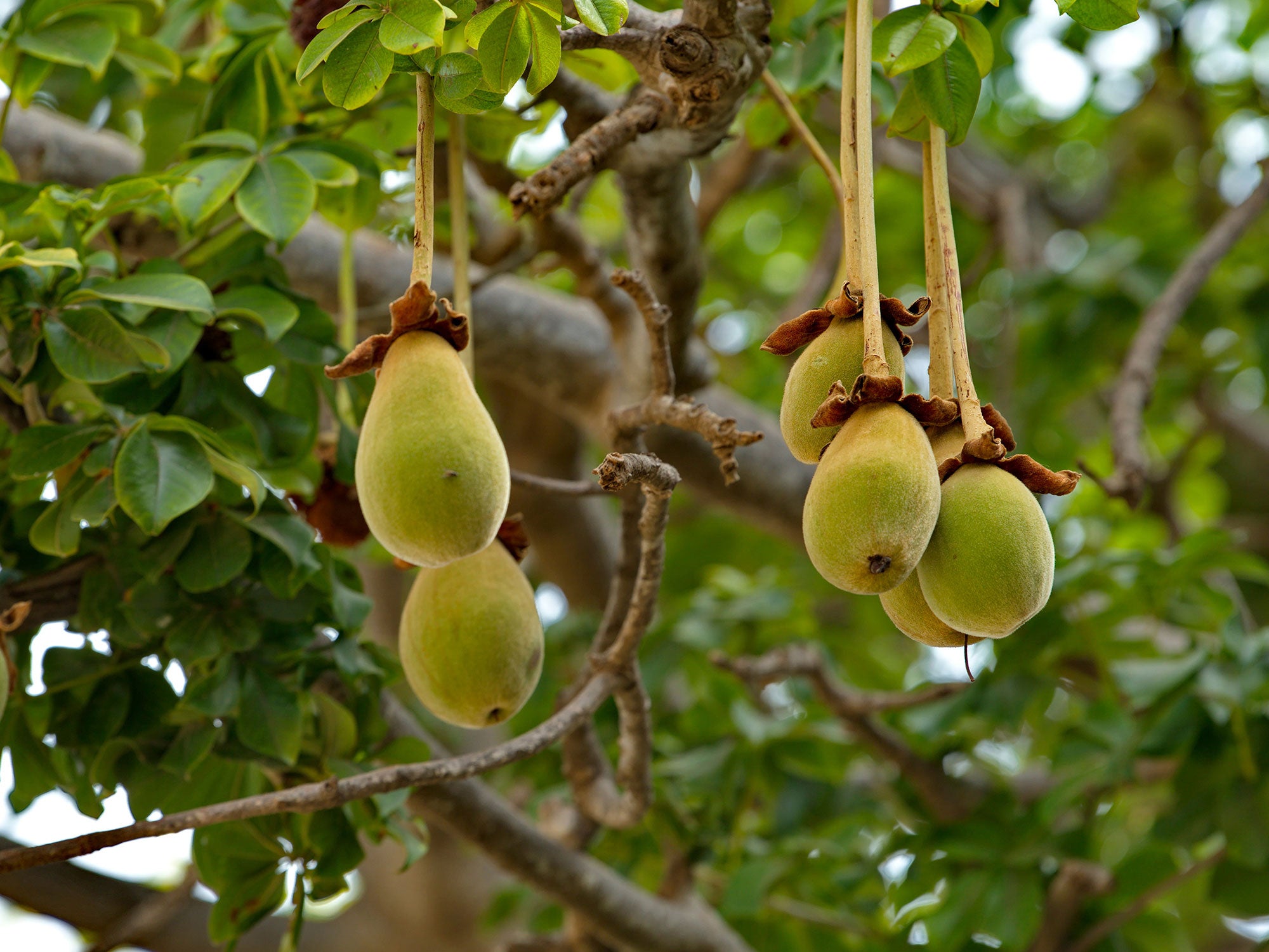 Baobab Oil