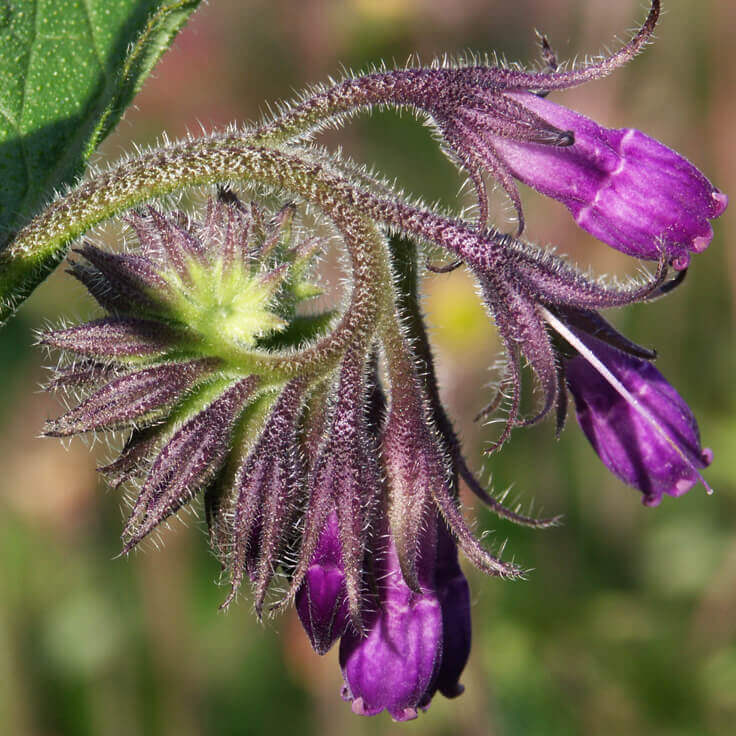 Comfrey Herbal Oil