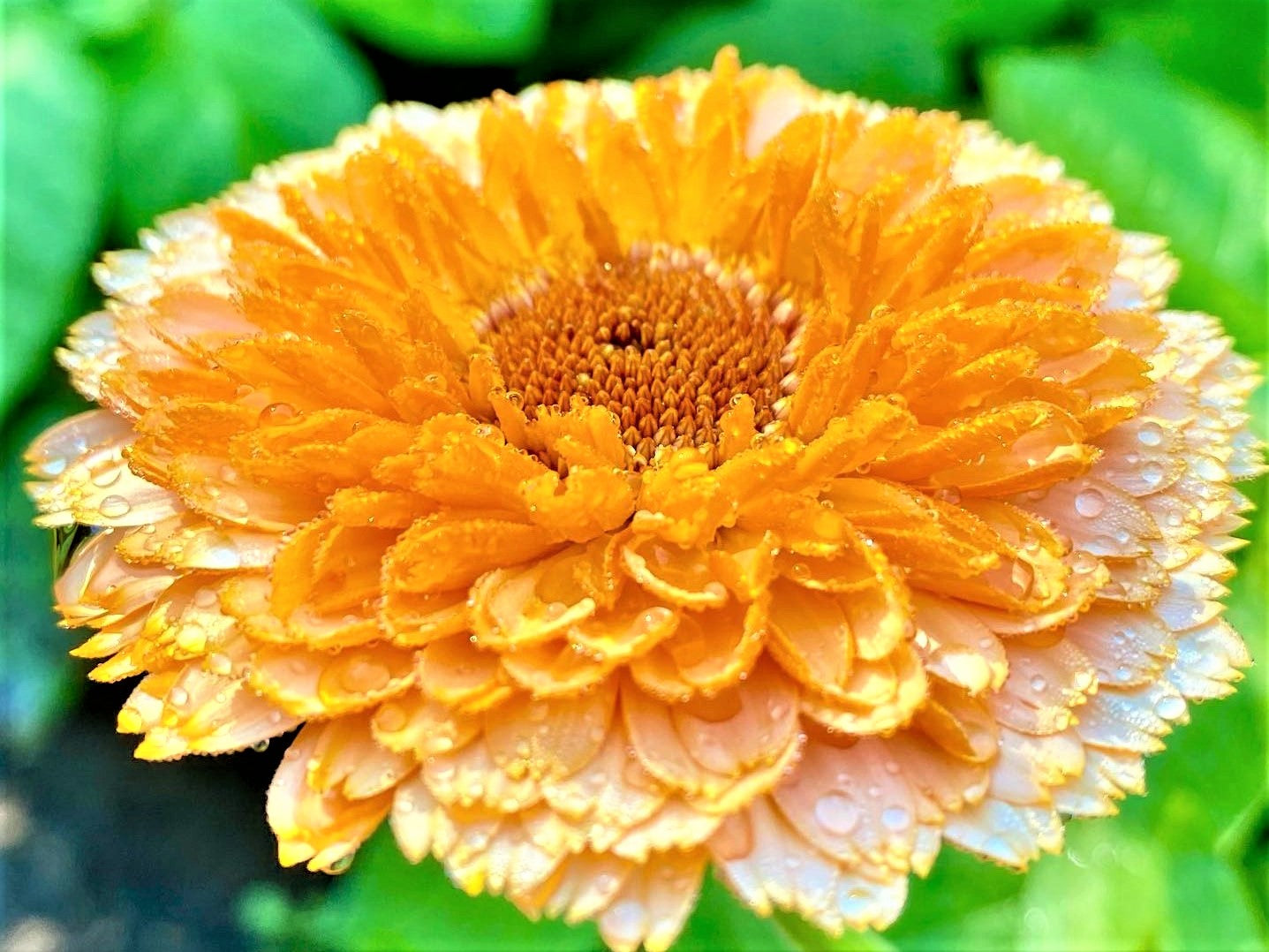 Calendula Herbal Oil