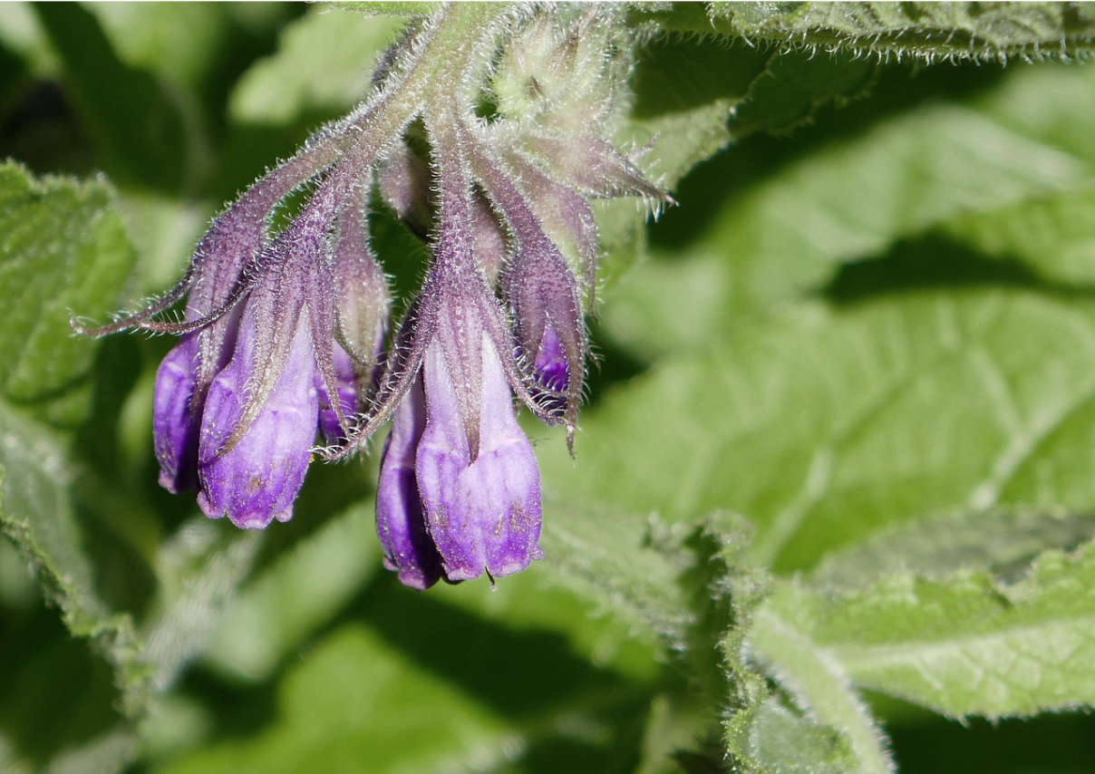 Comfrey