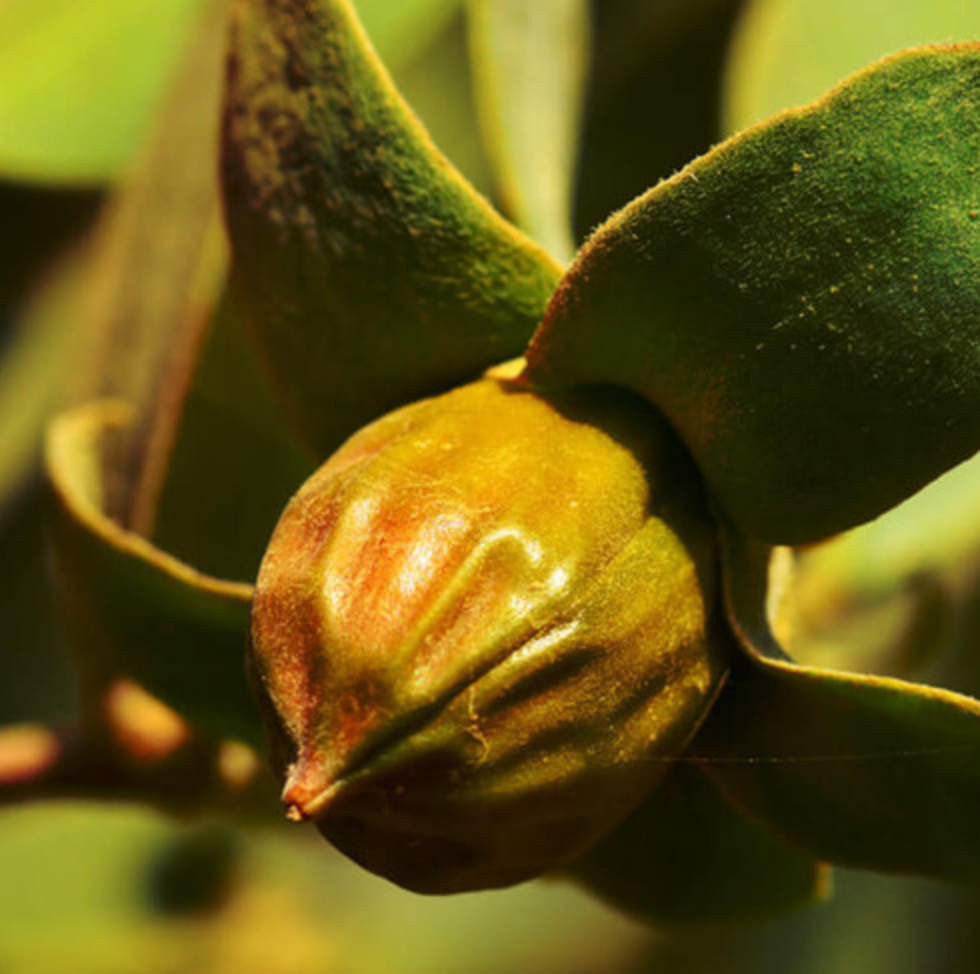 Jojoba Oil