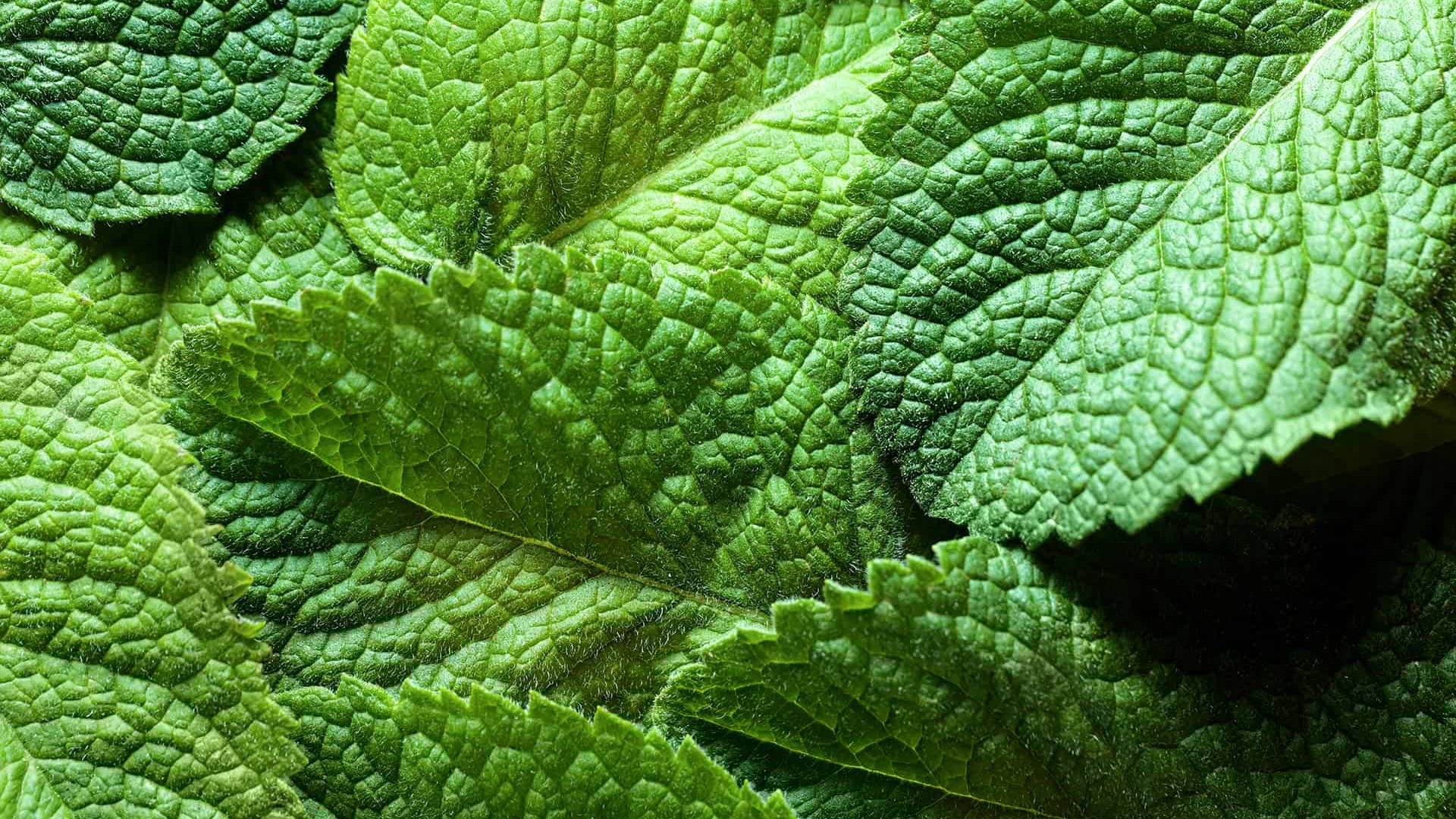 Spearmint Essential Oil Synergy